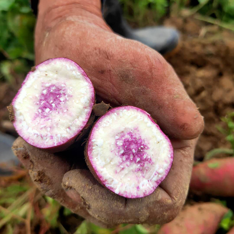 新鲜冰淇淋番薯一点红紫心现挖干面 享康食品番薯