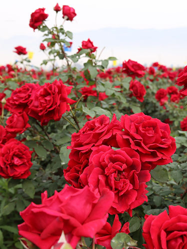 【280g】玫瑰花酱·玻璃瓶 - 图1