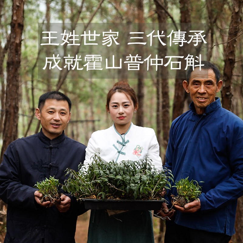 普仲旗舰店正品霍山米斛铁皮石斛枫斗干条特级龙头凤尾养生茶3
