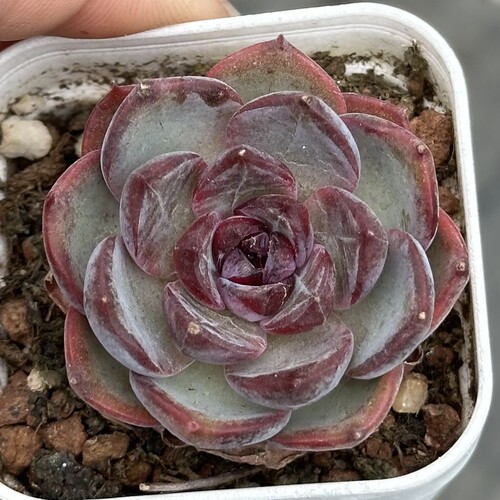 【七总】多肉，黑橙墨玉暗纹紫色黑色紫水晶橙梦露杂一物一拍 - 图2