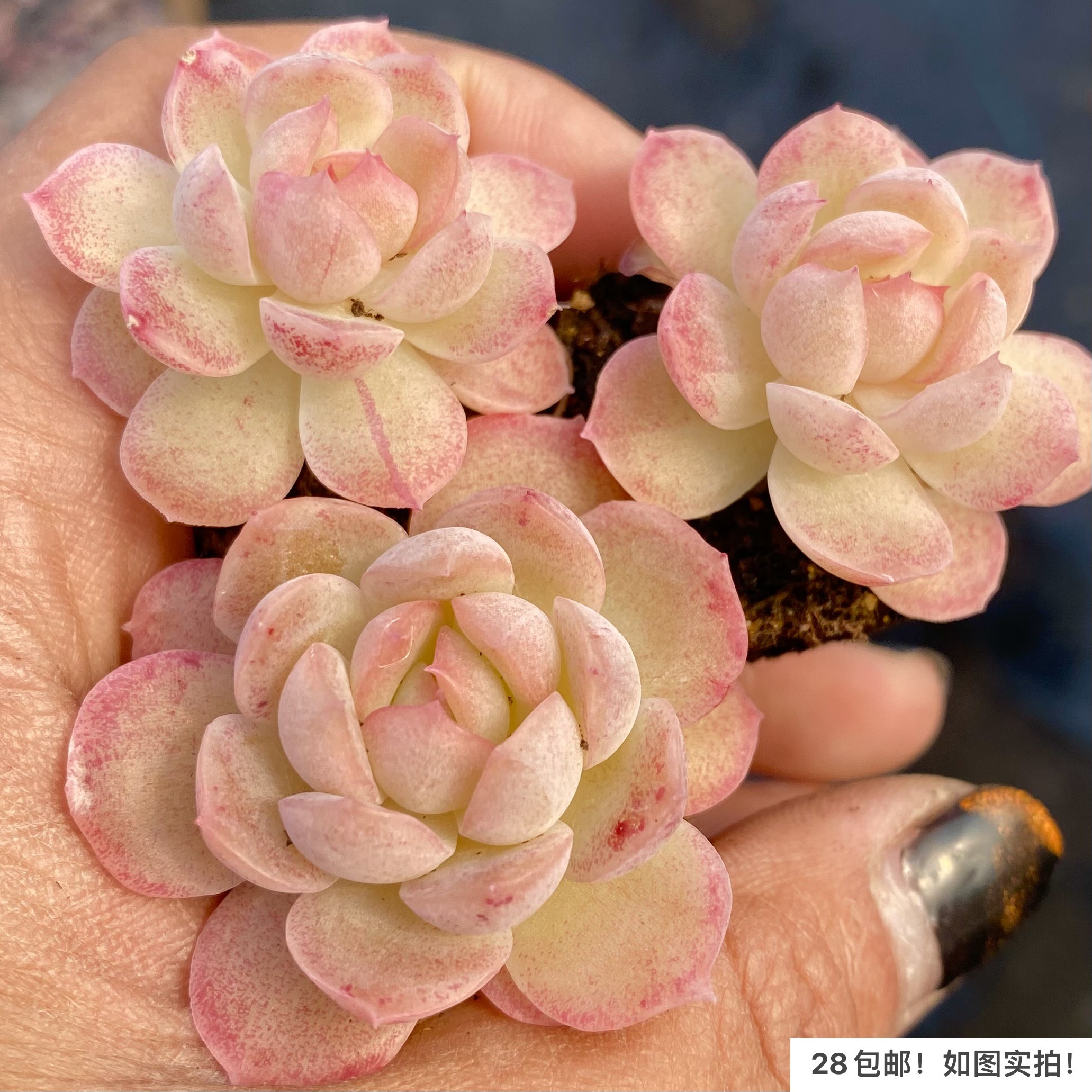 【七总】新品杂交个体麦秆女王冰玉白杂暗纹糖心独家培育巫拉拉,淘宝优惠券,粉丝福利购,淘宝优惠卷