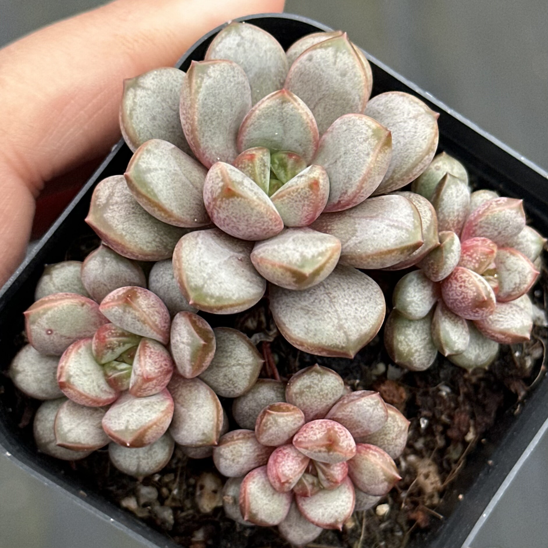 【七总】多肉，葡萄，单头群生老桩群生状态稀有好养便宜一物一拍,淘宝优惠券,粉丝福利购,淘宝优惠卷