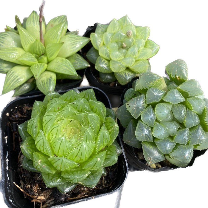 【七总】多肉，姬玉露，雪花玉露寿元宝芦荟十二卷状态好养便宜,淘宝优惠券,粉丝福利购,淘宝优惠卷