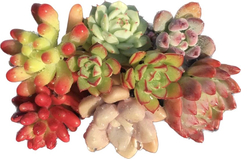 【七总】多肉，走量便宜好养乌木橙梦露桃蛋雪莲冰玉乌木女王量拍,淘宝优惠券,粉丝福利购,淘宝优惠卷