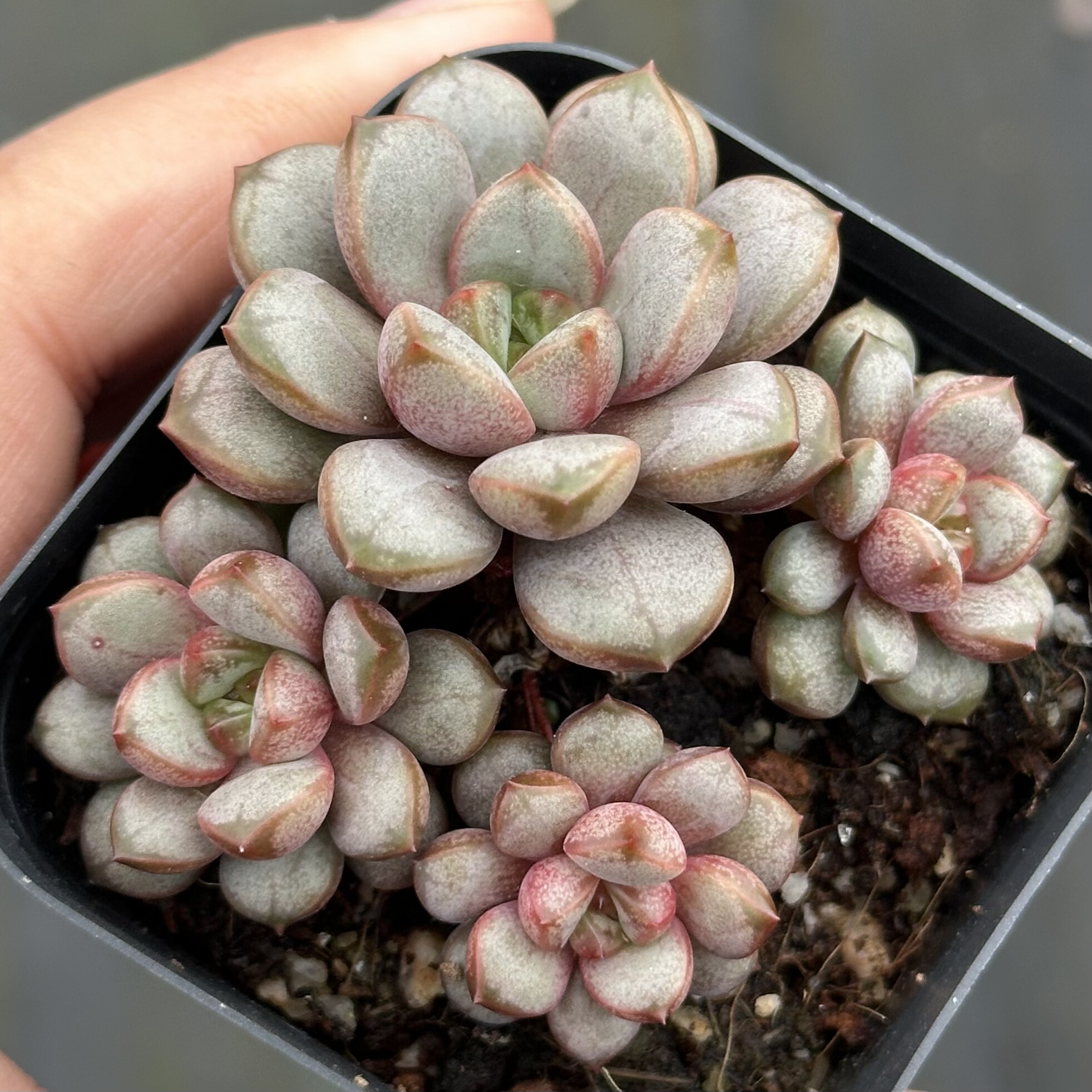 【七总】多肉，葡萄，单头群生老桩群生状态稀有好养便宜一物一拍,淘宝优惠券,粉丝福利购,淘宝优惠卷