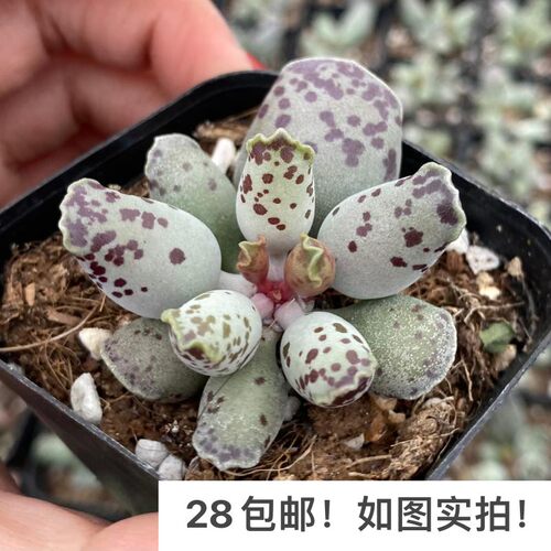 【七总】多肉，海豹，水泡群生白肌单头大颗，状态稀有美观便宜 - 图0