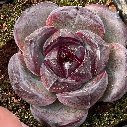 【七总】多肉，黑橙墨玉暗纹紫色黑色紫水晶橙梦露杂一物一拍 - 图3