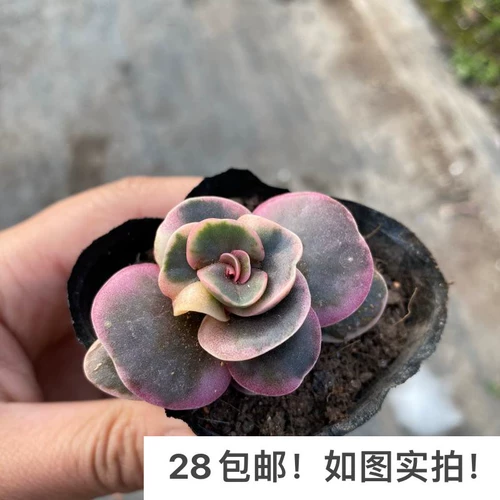 [Семь президента] Сочный, Сяоюань Пекин, Хуайанский многооборотный крупный розовый штат Голова редкое и красивое