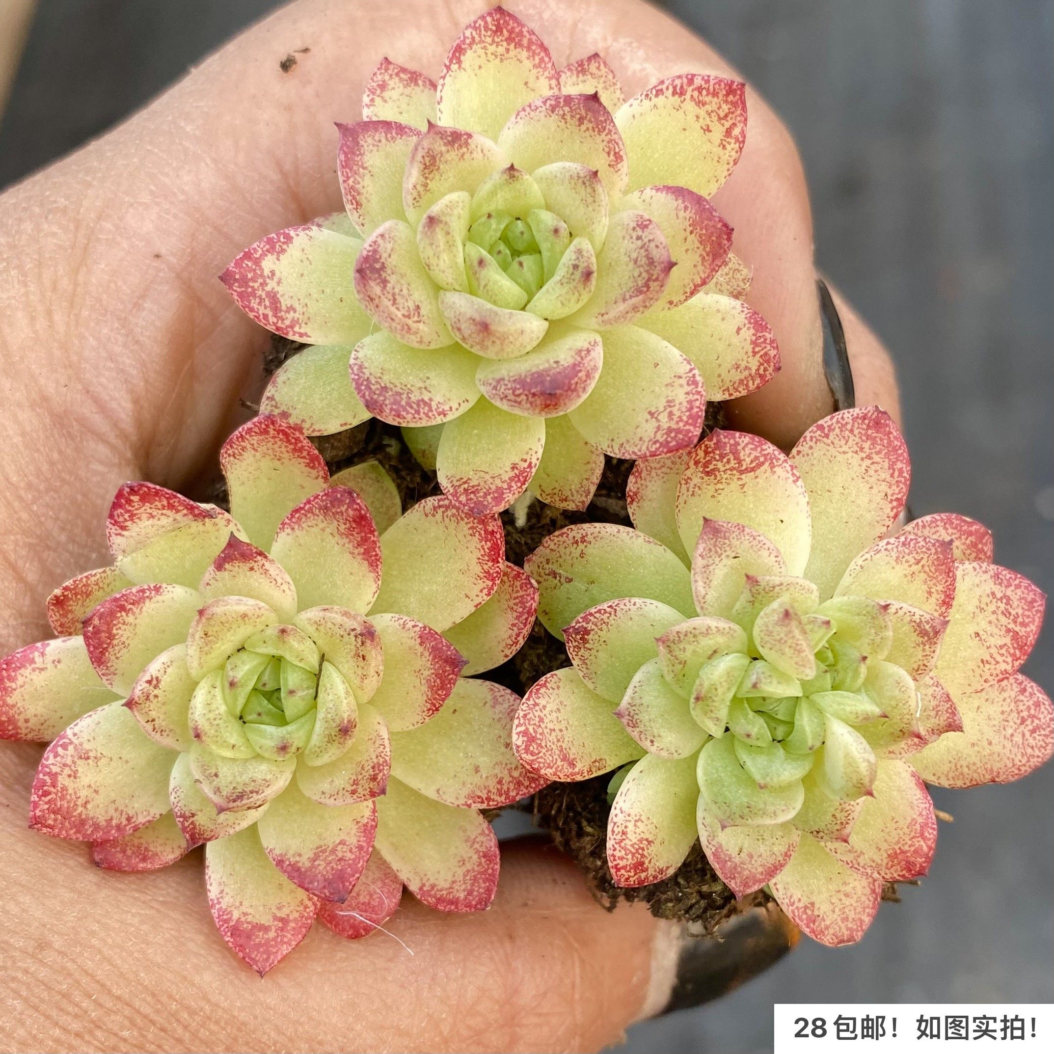 【七总】新品杂交个体麦秆女王冰玉白杂暗纹糖心独家培育巫拉拉,淘宝优惠券,粉丝福利购,淘宝优惠卷