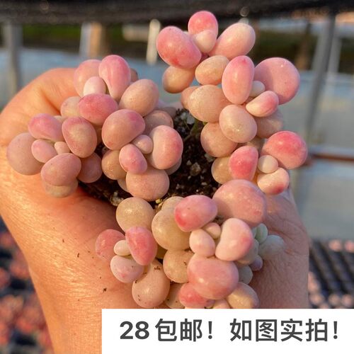 【七总】多肉桃蛋，桃之卵糖果丸叶命运小老桩群生状态稀有便宜 - 图0