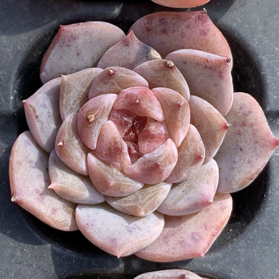 【七总】多肉，糖心杂交，血斑暗纹冰糖纯爱女王冰魄麦秆一物一拍,淘宝优惠券,粉丝福利购,淘宝优惠卷