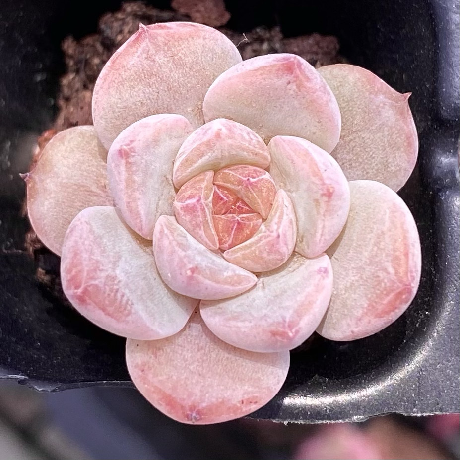 【七总】多肉，糖心杂交，血斑暗纹冰糖纯爱女王冰魄麦秆一物一拍,淘宝优惠券,粉丝福利购,淘宝优惠卷