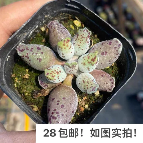 [Семь президента] Multi -flesh, Jin Sihuang, одиночная голова, плюшевое красное государство хорошо поддерживать старую кучу