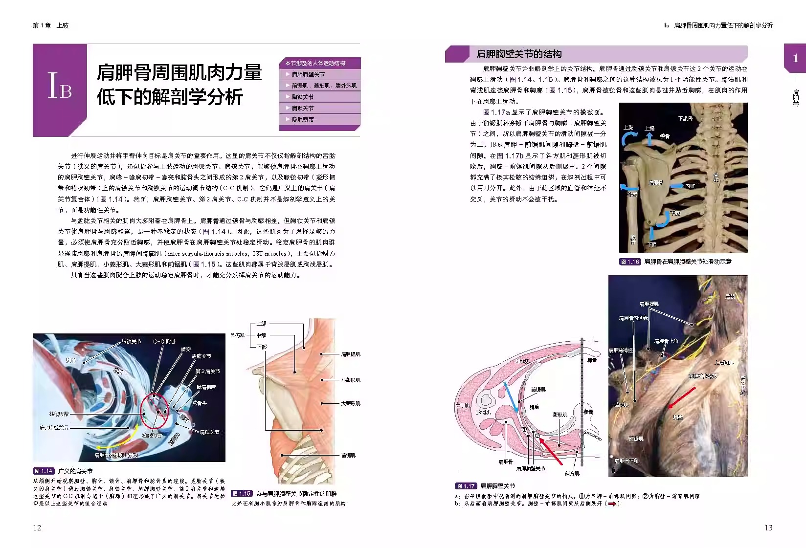 临床肌骨疾病功能解剖和治疗性运动 肌骨功能障碍康复治疗肌肉骨骼康复常见疼痛和功能障碍康复训练书籍 北京科学技术 - 图3