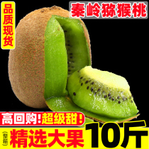 Shaanxi Week to Green Heart Gooseberry Fresh When Season Full Box Macaque Exotic Fruit Xu Fragrant Fruits Pregnant 10