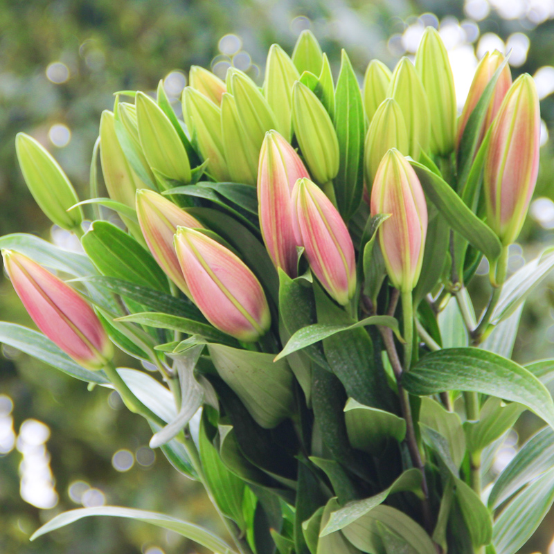 香水百合母亲节鲜花玫瑰花材云南昆明鲜花基地直发向日葵水养直批 - 图2