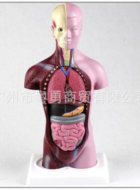 日本品质人体模型28CM躯干人体内脏解剖医学教具骨骼儿童益智玩具