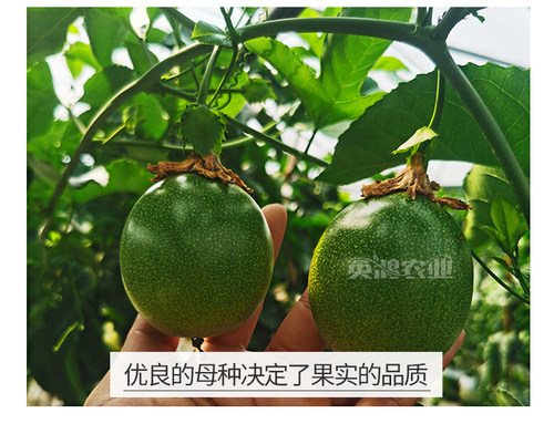 广西百香果苗纯香甜黄金百香果树钦蜜9号嫁接苗当年四季不断结果 - 图3