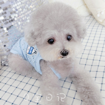 ສັດລ້ຽງແມວ Bichon Teddy ເຄື່ອງນຸ່ງຫົ່ມຫມາພາກຮຽນ spring ແລະ summer camisole ບາງ hollow ແບບ