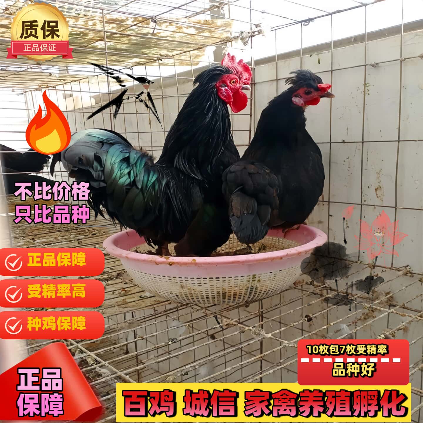 泰国矮脚鸡白桂鸡矮脚鸡种蛋观赏鸡种蛋受精蛋可孵化元宝鸡宠物鸡,淘宝优惠券,粉丝福利购,淘宝优惠卷