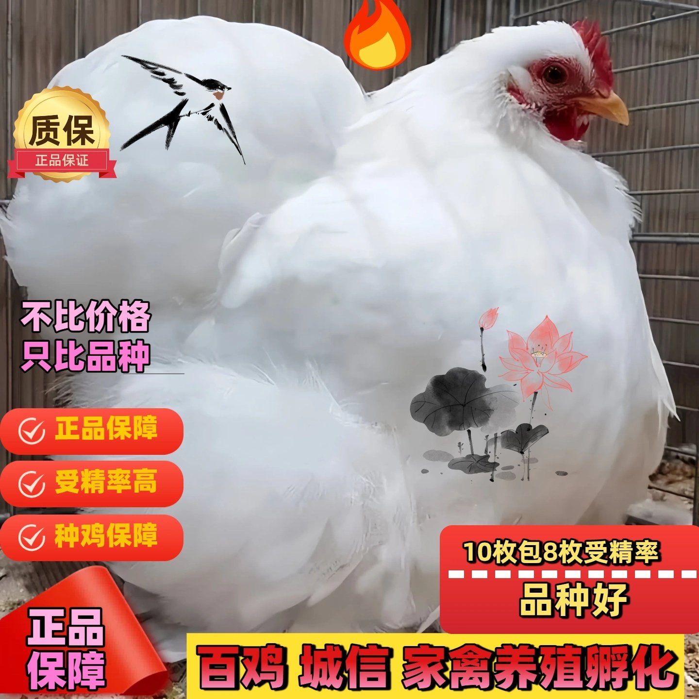 白绣球鸡科钦球鸡种蛋受精蛋翻毛鸡观赏鸡受精种蛋可孵化混搭拍,淘宝优惠券,粉丝福利购,淘宝优惠卷