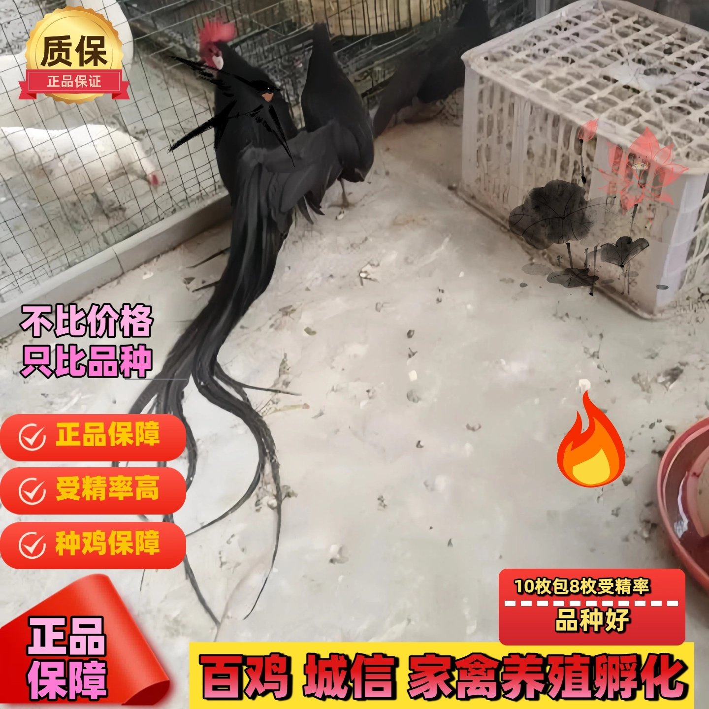 纯种长尾鸡受精蛋观赏鸡种蛋可孵化小鸡受精蛋宠物鸡种蛋,淘宝优惠券,粉丝福利购,淘宝优惠卷