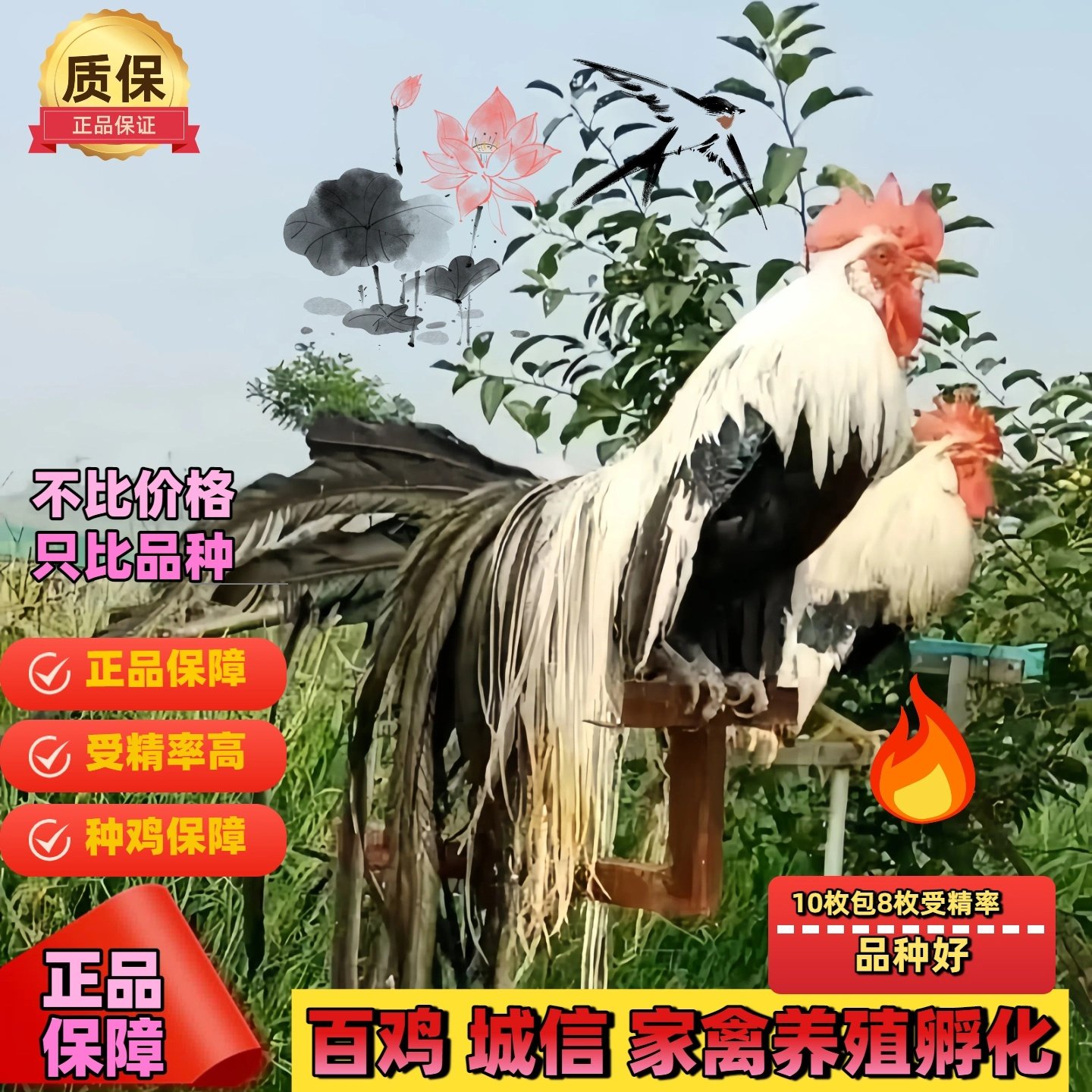 纯种长尾鸡受精蛋观赏鸡种蛋可孵化小鸡受精蛋宠物鸡种蛋,淘宝优惠券,粉丝福利购,淘宝优惠卷