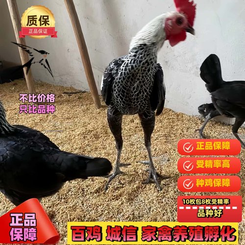 摩登门鸡活体观赏鸡授精种蛋可孵化摩登门小鸡活苗进口玲珑宠物鸡 - 图1