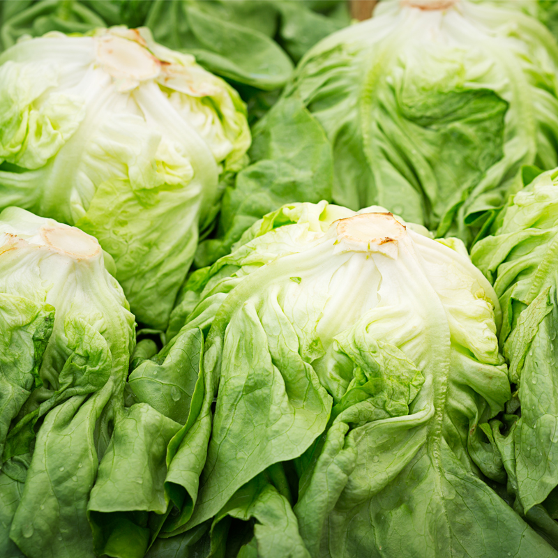 壹香奶油生菜250g波斯顿生菜新鲜沙拉蔬菜西餐生吃配菜轻食食材-图0