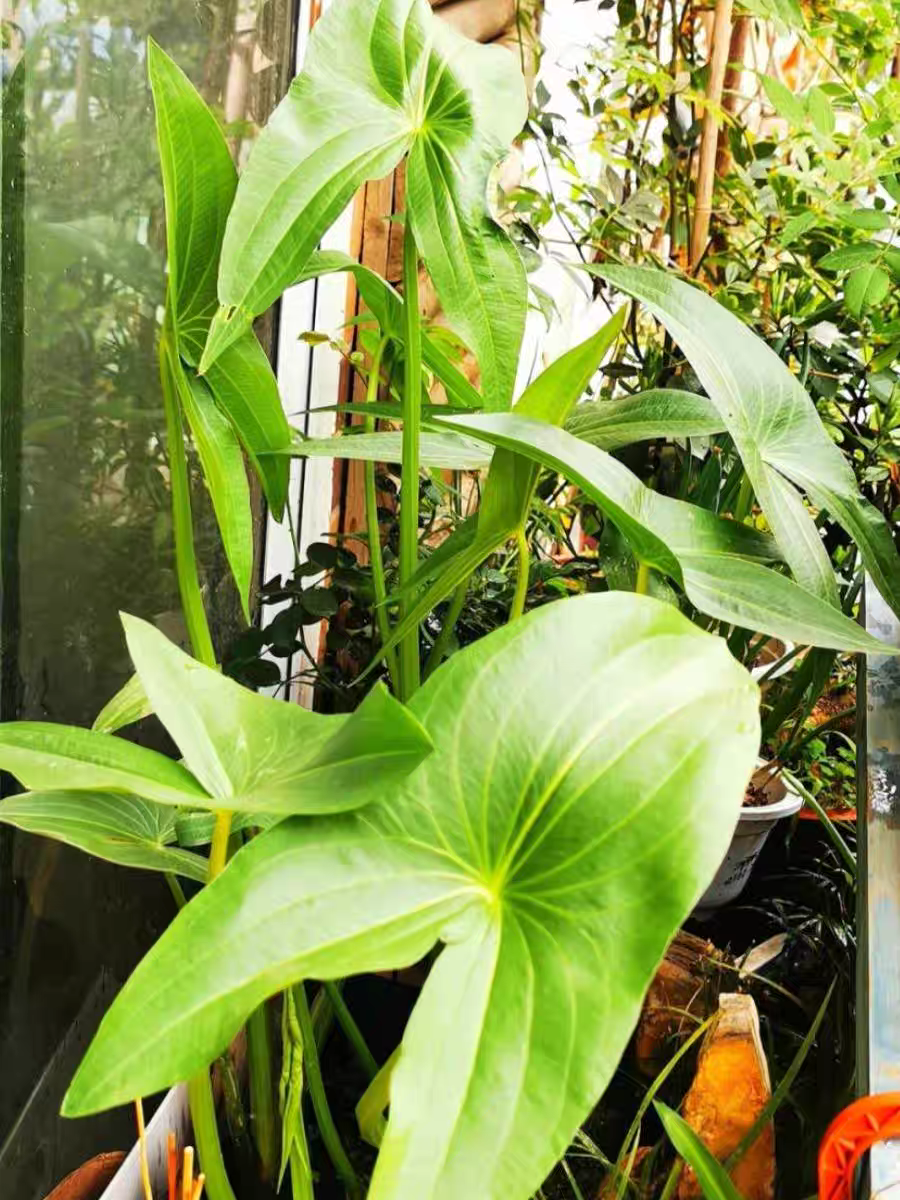 水生植物慈姑种苗茨菇苗燕尾草挺水水草湿地鱼缸池塘净化花卉种球-图0