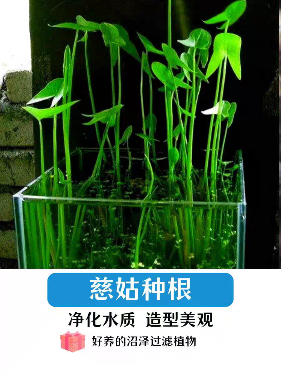 水生植物慈姑种苗茨菇苗燕尾草挺水水草湿地鱼缸池塘净化花卉种球-图1