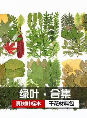 绿叶手工diy材料真树叶标本贴花