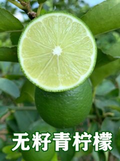 Thin-skinned seedless green lemon small lemon perfume milk tea shop special fresh fruit tahitian seedless green lemon