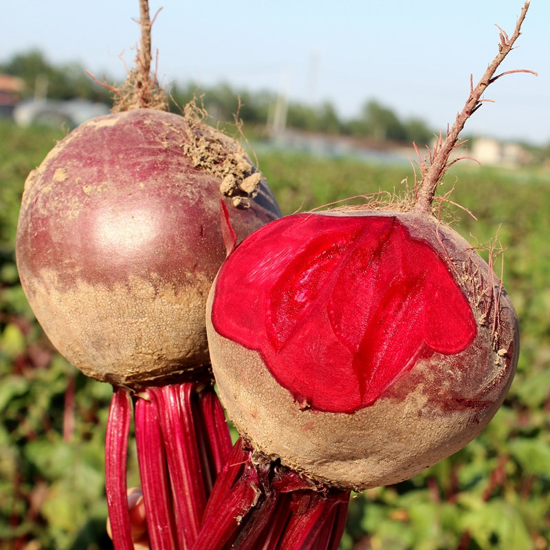 甜菜根5斤 现挖新鲜甜菜头紫菜头红甜菜红菜头菾菜农产品蔬菜包邮 - 图0