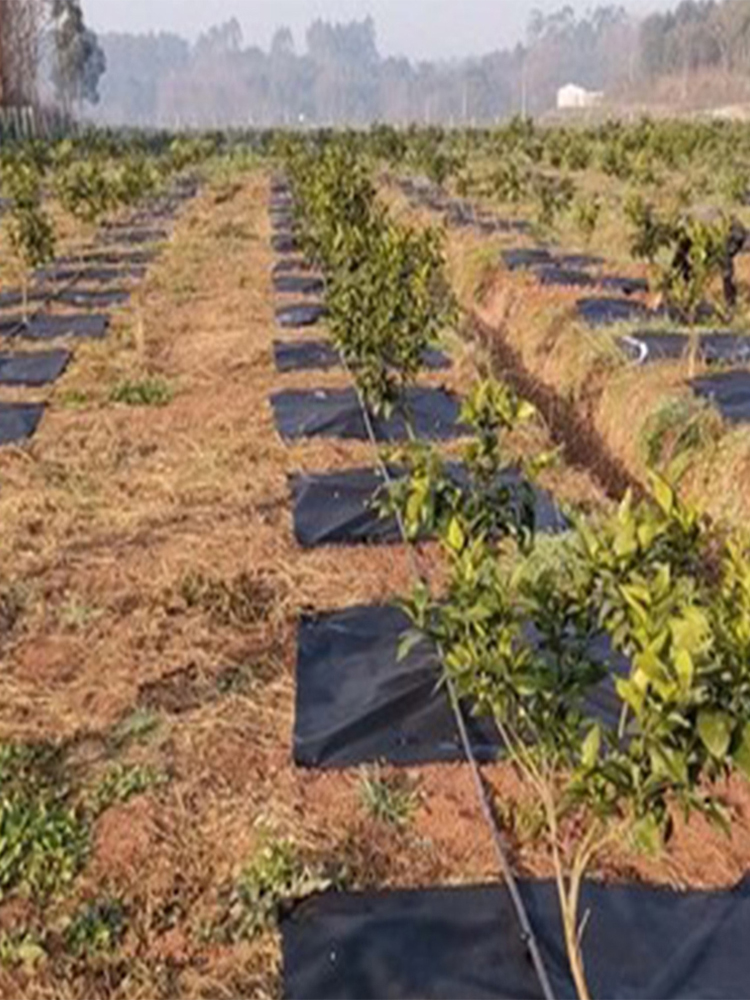 新型生态防果树专用除草布地膜透气透水保湿保肥耐用盖草厂家直发 - 图0