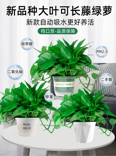 绿萝盆栽室内植物新房家用吸除甲醛净化空气水培绿植花卉长藤绿萝