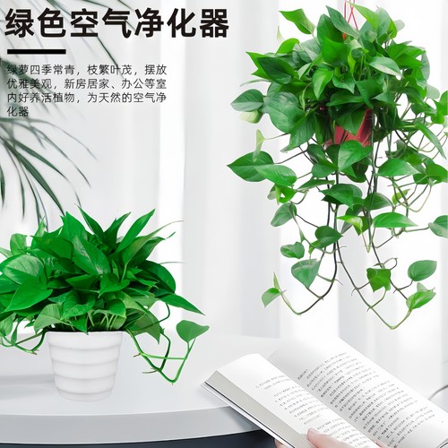 绿萝盆栽室内植物新房家用净化空气水培绿植花卉长藤垂吊大叶绿萝 - 图1