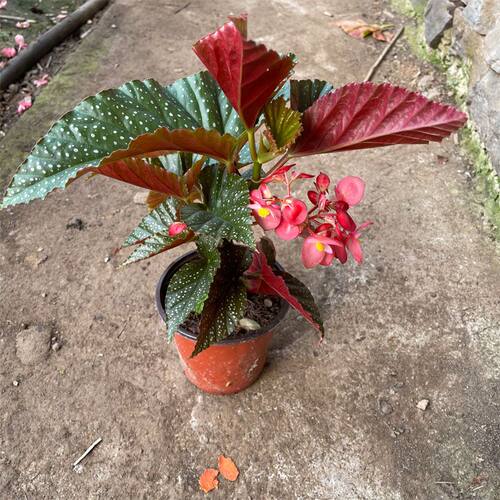 【竹节海棠】秋海棠盆栽观叶观花四季开花庭院阳台多年生花卉绿植 - 图2
