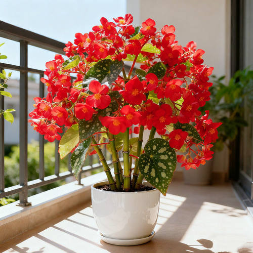 【竹节海棠】秋海棠盆栽观叶观花四季开花庭院阳台多年生花卉绿植 - 图0