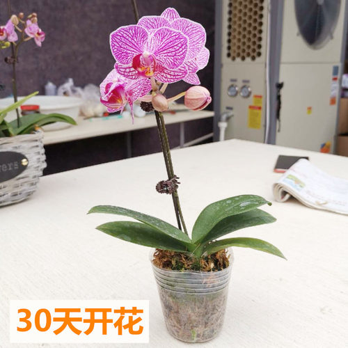蝴蝶兰盆栽带花剑大花苗花卉植物室内花好养的花四季开花不断好养 - 图0