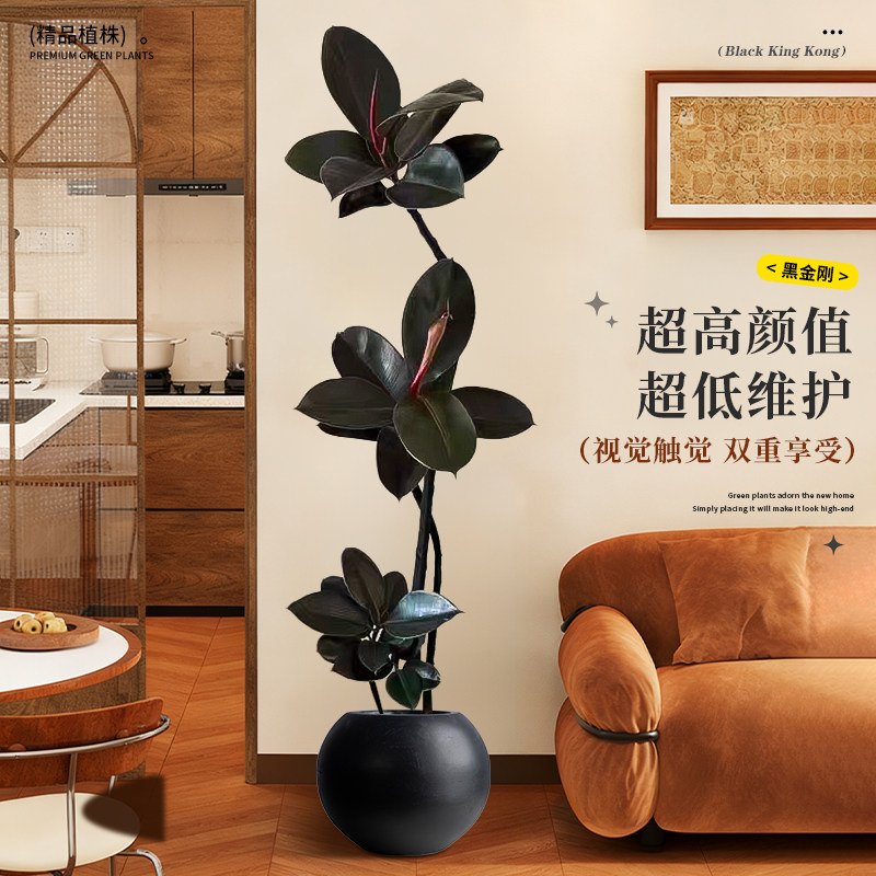 黑金刚橡皮树客厅绿植高级感大盆栽植物轻奢办公室内落地高端好养,淘宝优惠券,粉丝福利购,淘宝优惠卷