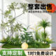 Simulated green plants, potted plants, landscape artificial trees