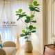 Simulated plant Ficus fiddleleaf ficus floor-standing potted bionic green plant