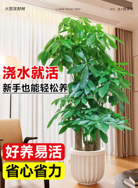 发财树客厅大盆栽三杆步步高