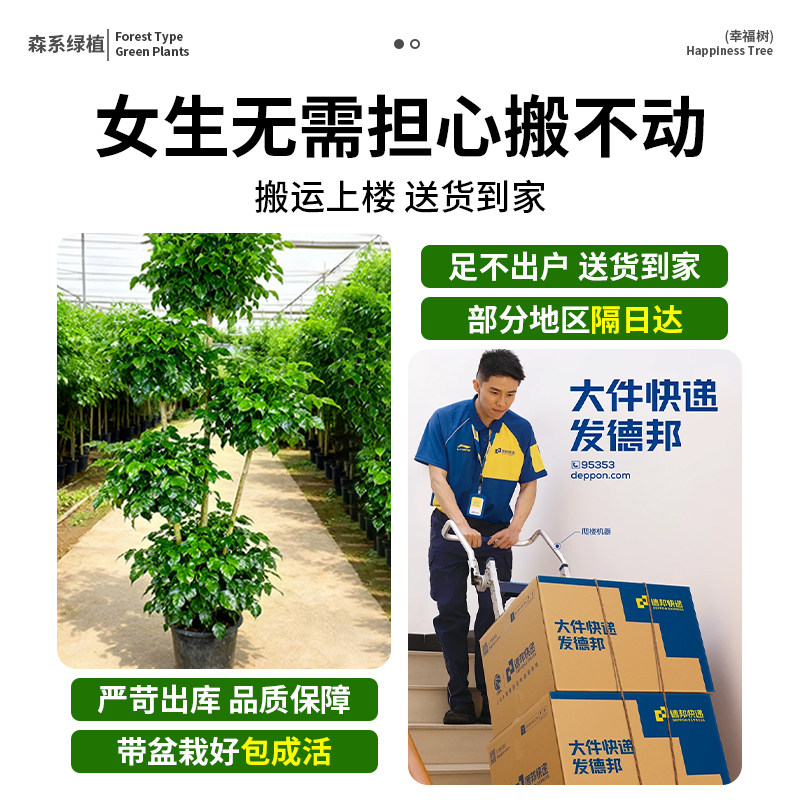 幸福树客厅大盆栽老桩植物客厅高级感室内落地大型绿植盆景好养活,淘宝优惠券,粉丝福利购,淘宝优惠卷