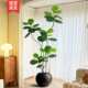 Simulated plant Ficus fiddleleaf ficus floor-standing potted bionic green plant