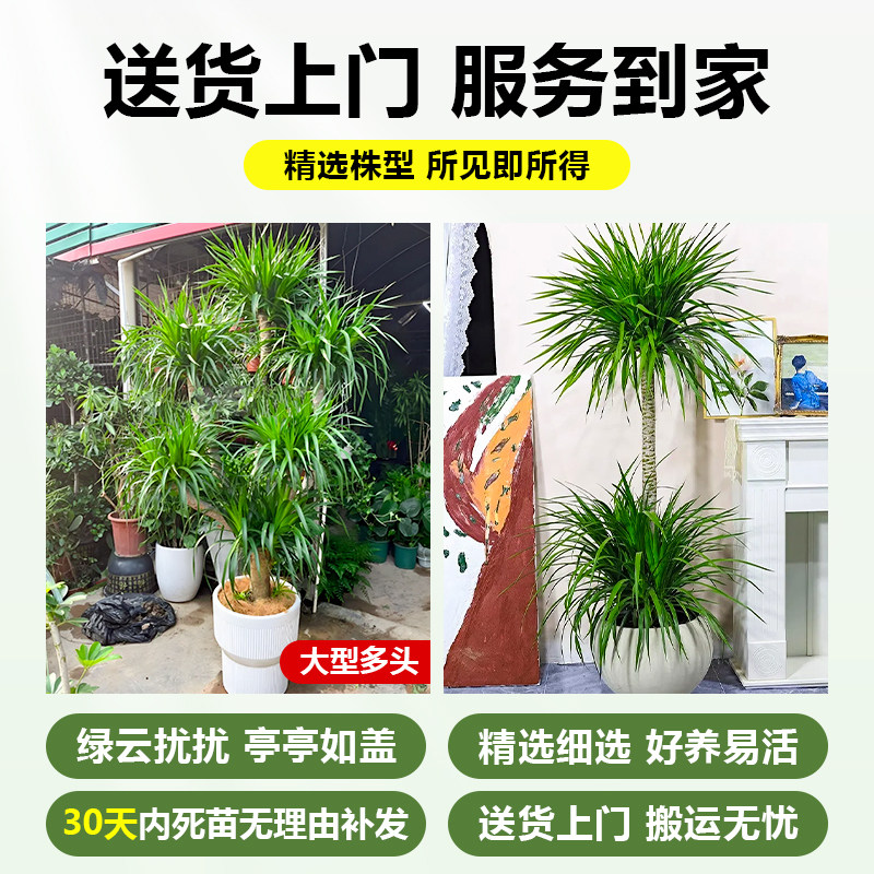 龙血树客厅高级感龙须树多头老桩大型室内绿植办公室植物盆栽盆景,淘宝优惠券,粉丝福利购,淘宝优惠卷