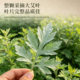 Dragon Boat Festival decoration pendant fresh mugwort pendant