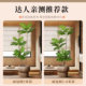 Green plant simulated bread tree indoor high-end potted plant