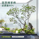 Mazuimu simulated green implanted into the plant landscaping of the entrance hall